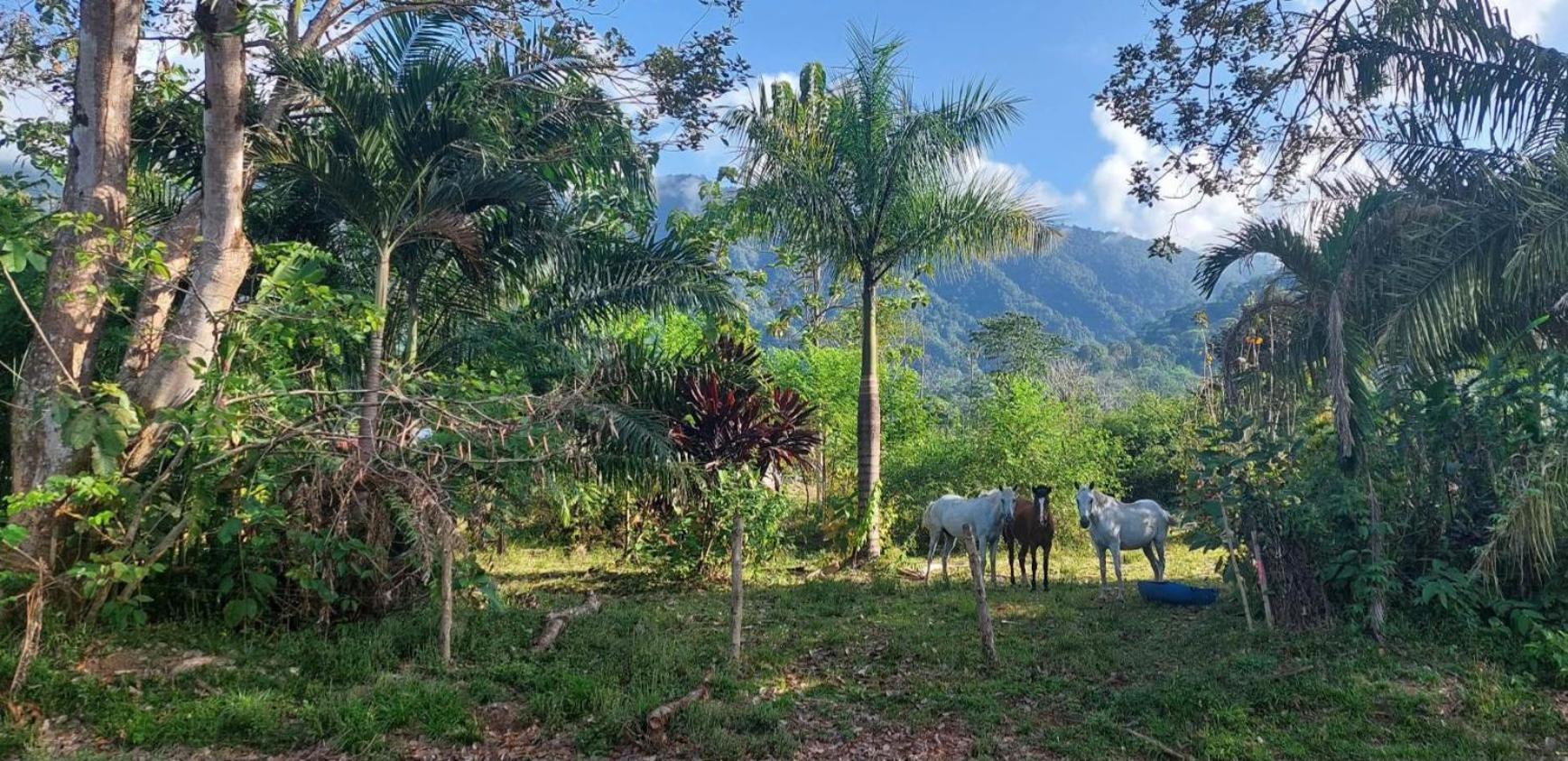 Las Brisas Del Sur Ojochal Exterior photo
